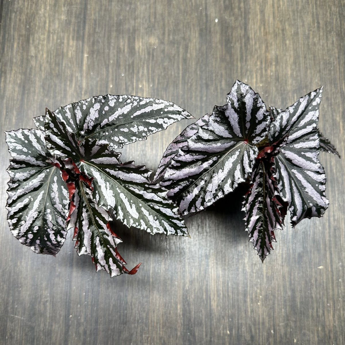 Begonia Guy Savard