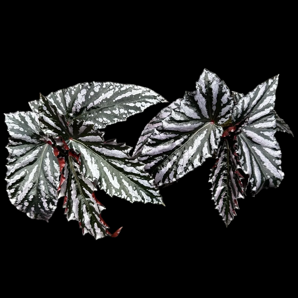 Begonia Guy Savard