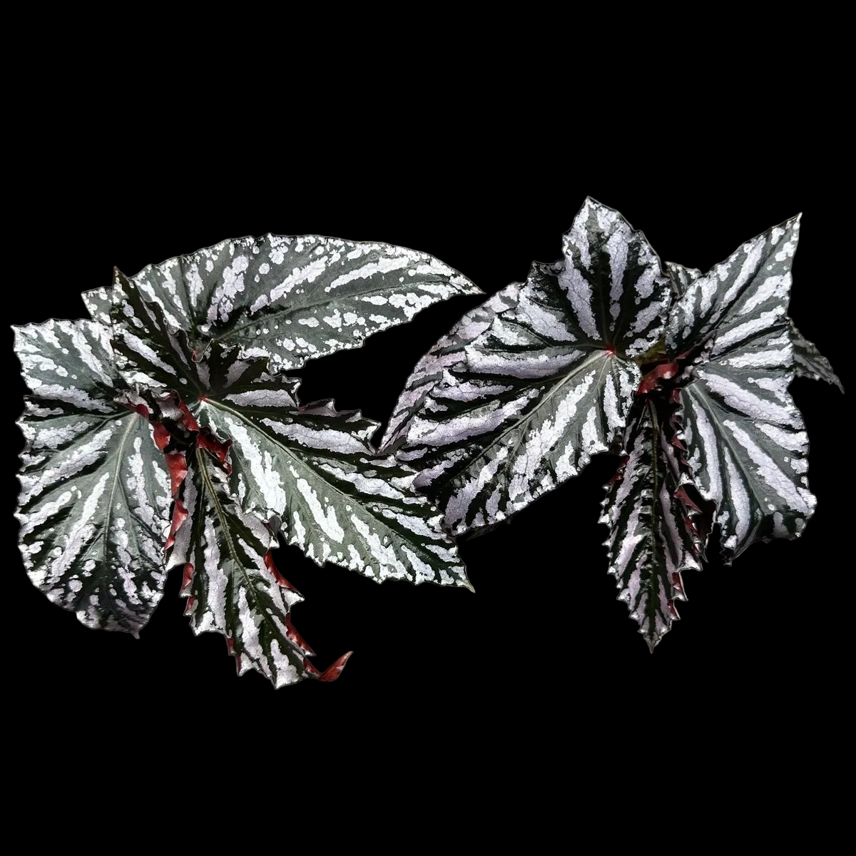 Begonia Guy Savard