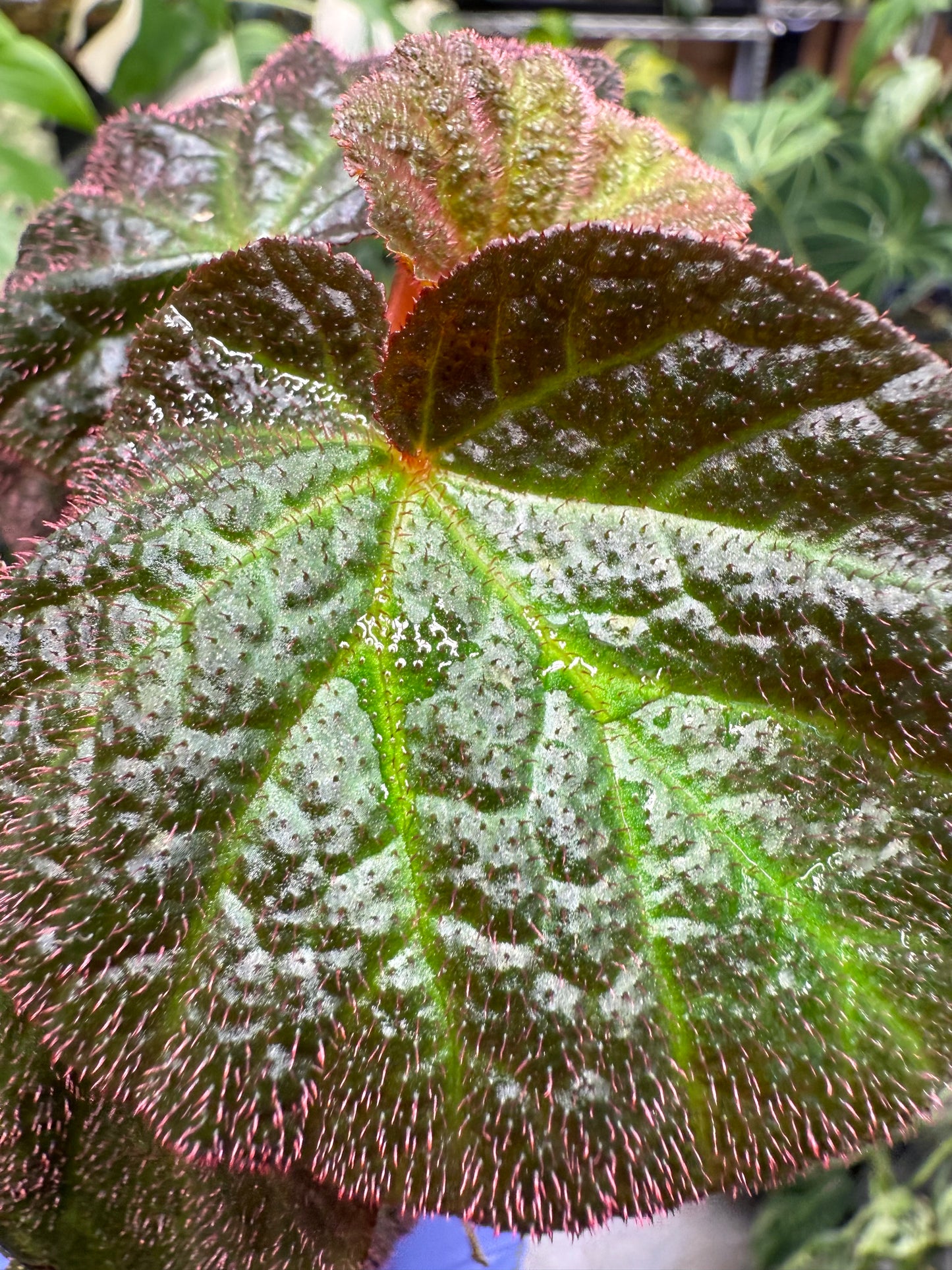Begonia Manaus