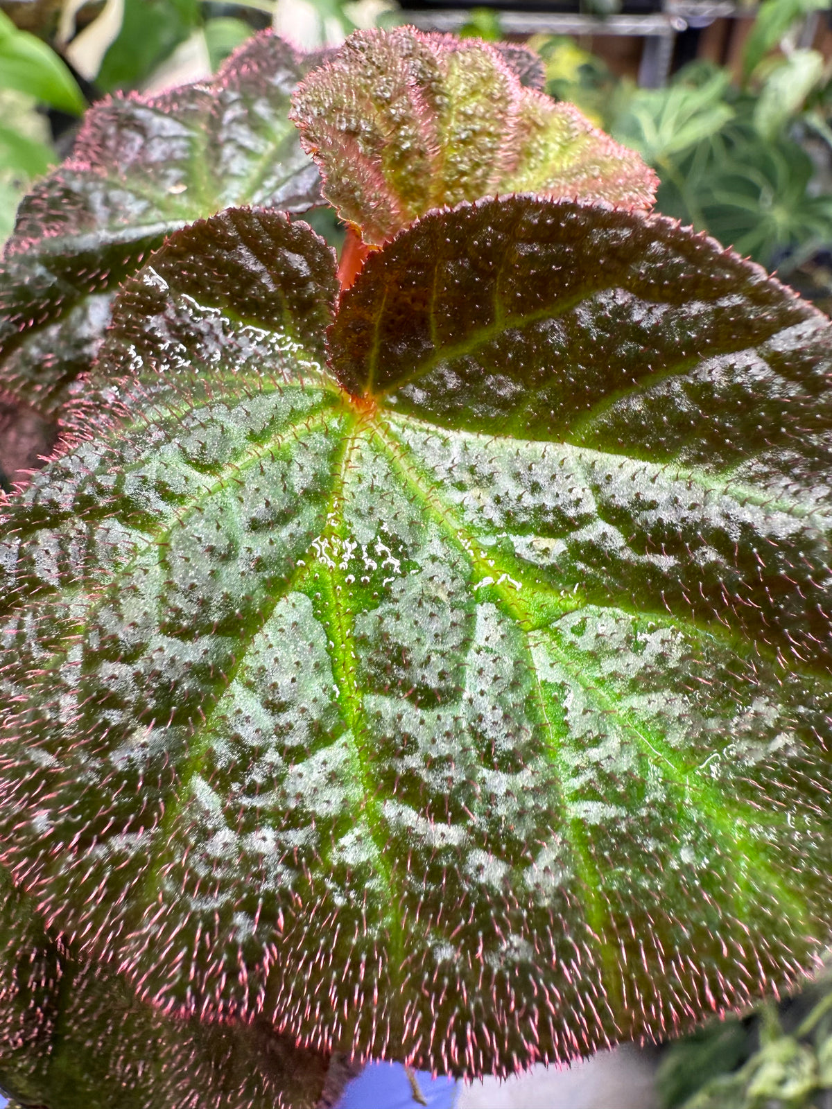 Begonia Manaus