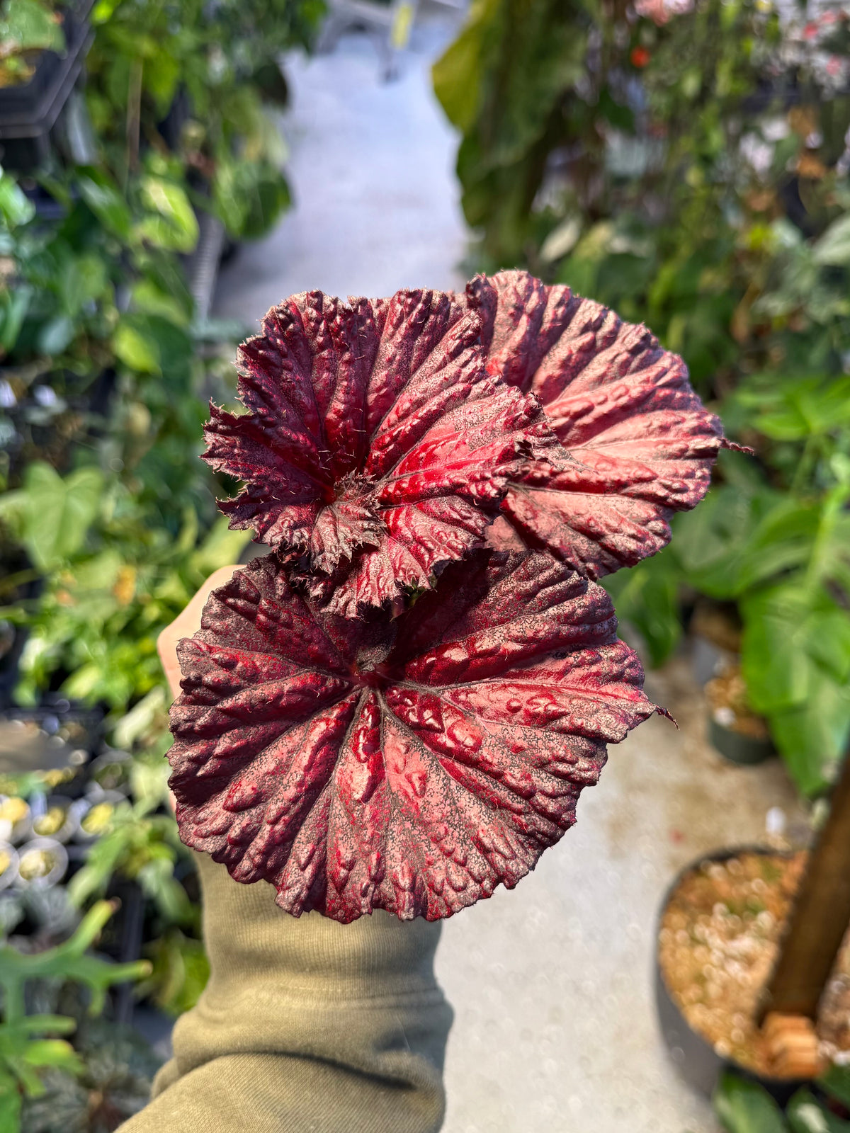 Begonia Harmony's Love Hurts