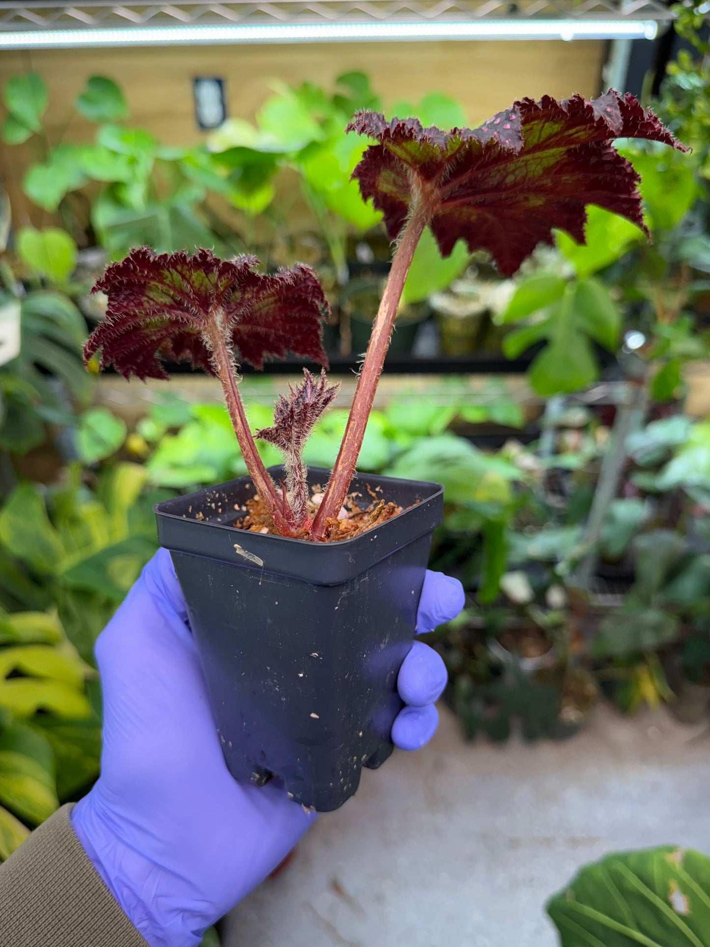 Begonia Confetti