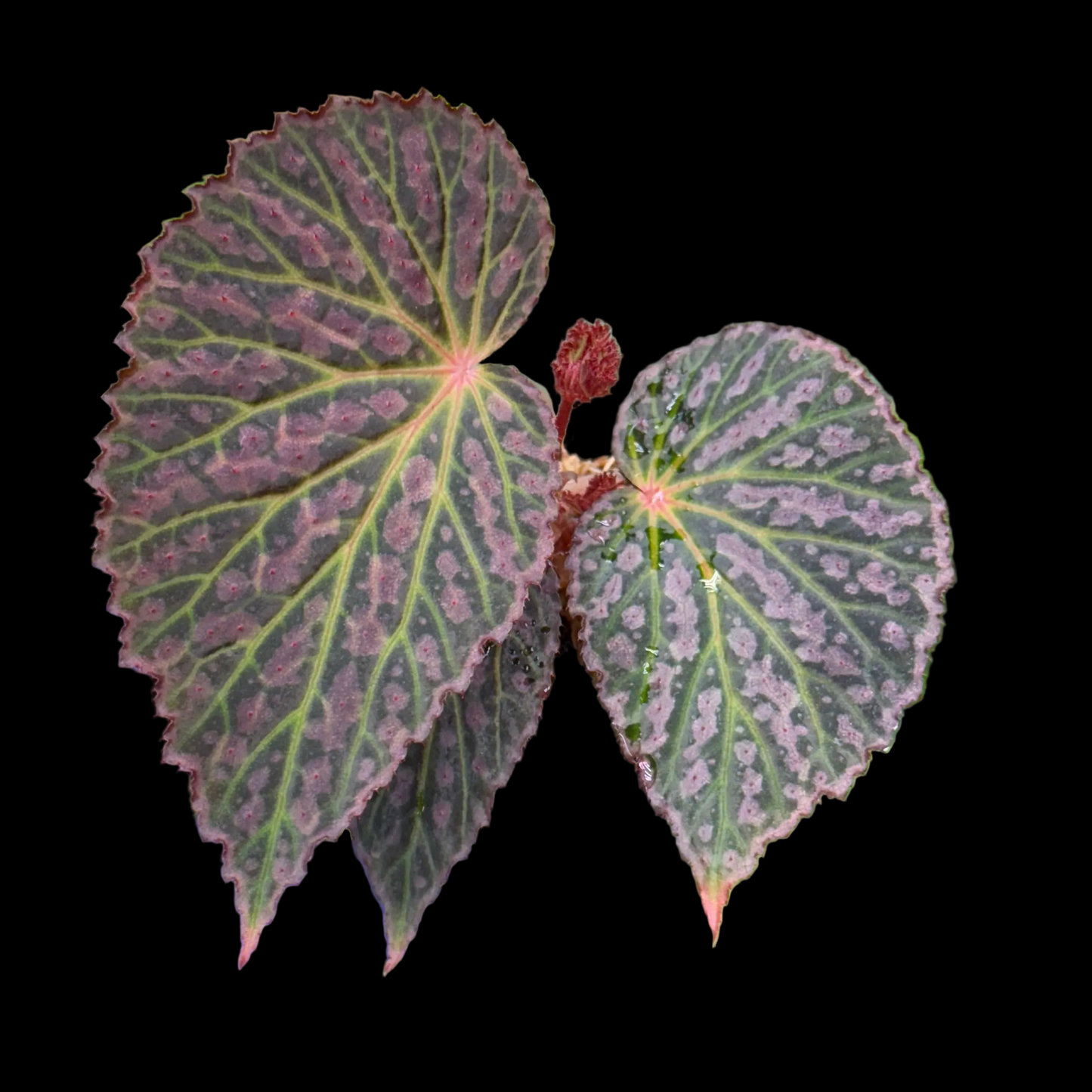 Begonia Chlorosticta x Chloroneura
