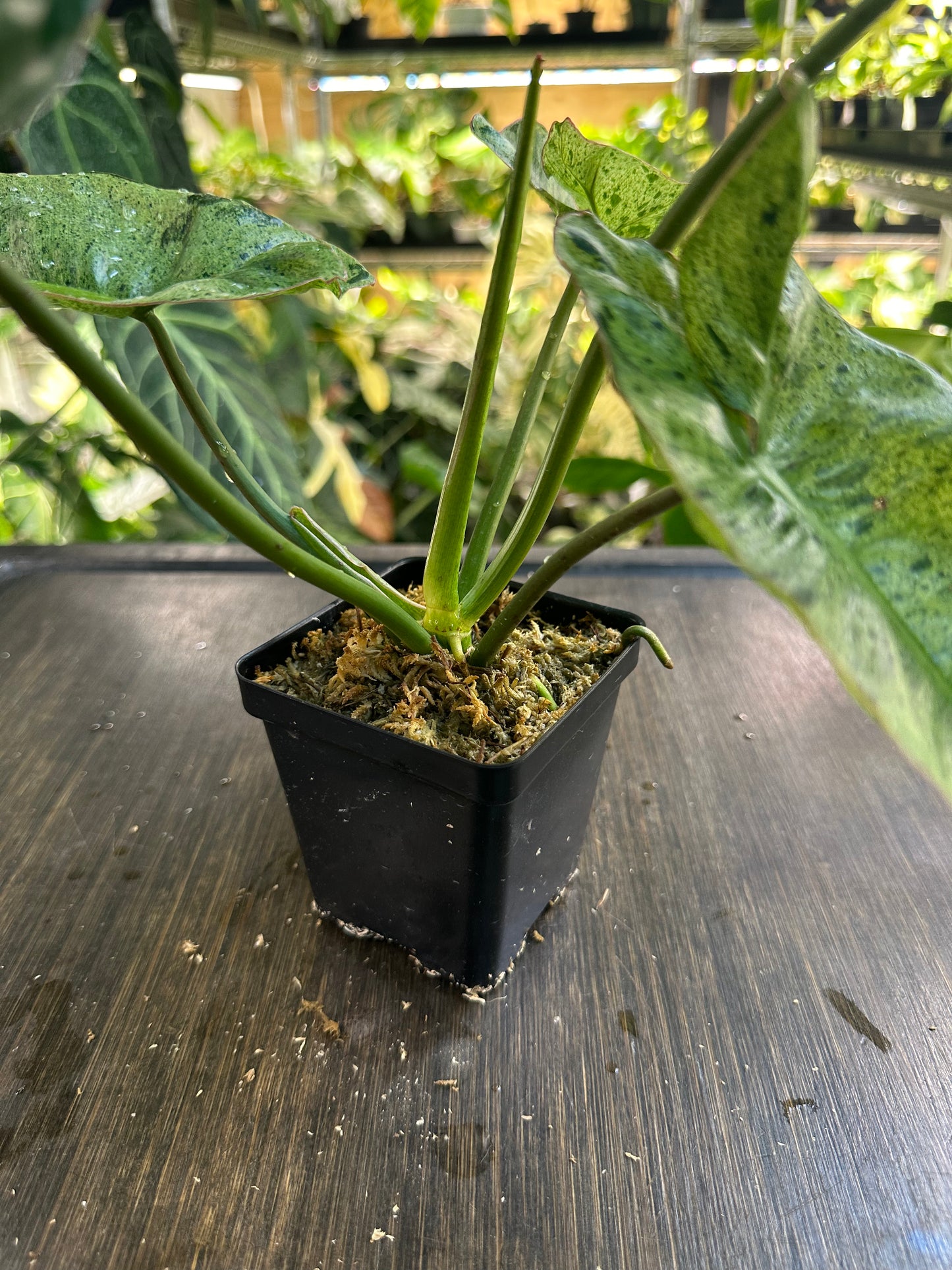 PURGE Philodendron Parasio Verde