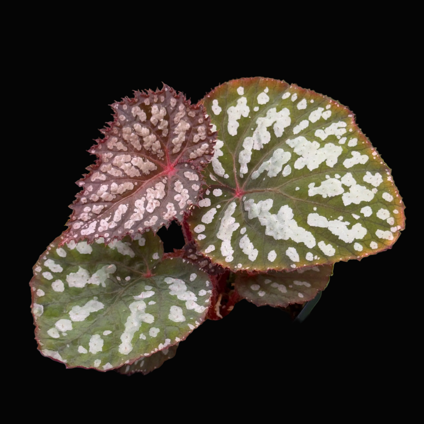 Begonia Betsy