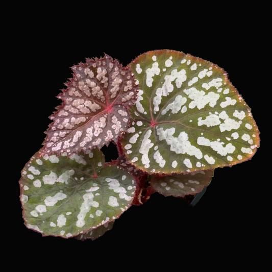 Begonia Betsy