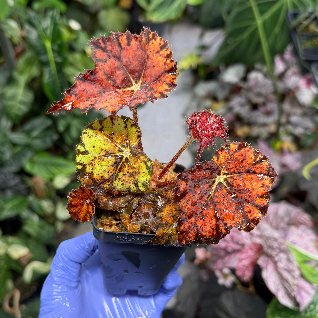 Begonia Fall Fashion