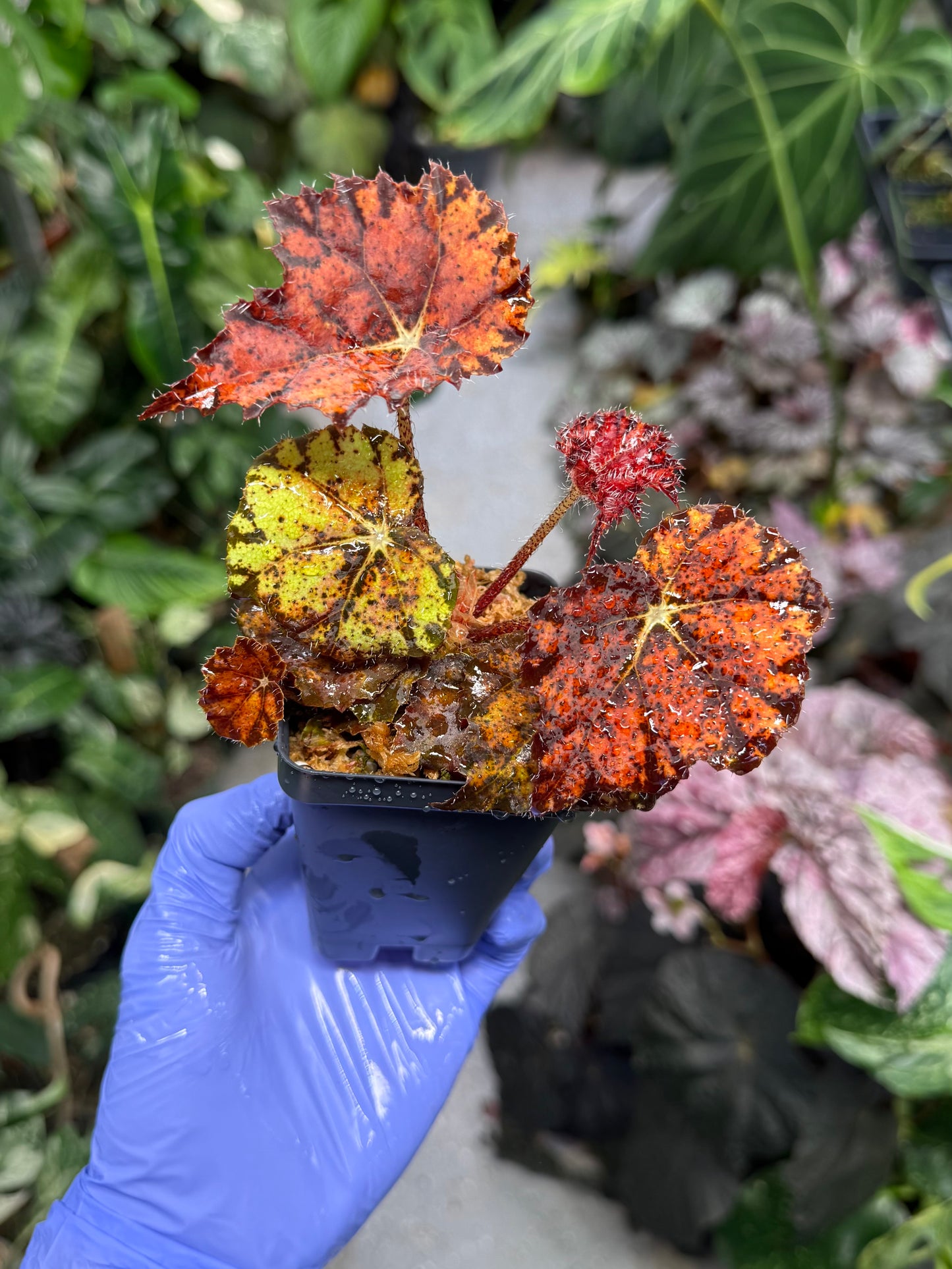 Begonia Fall Fashion