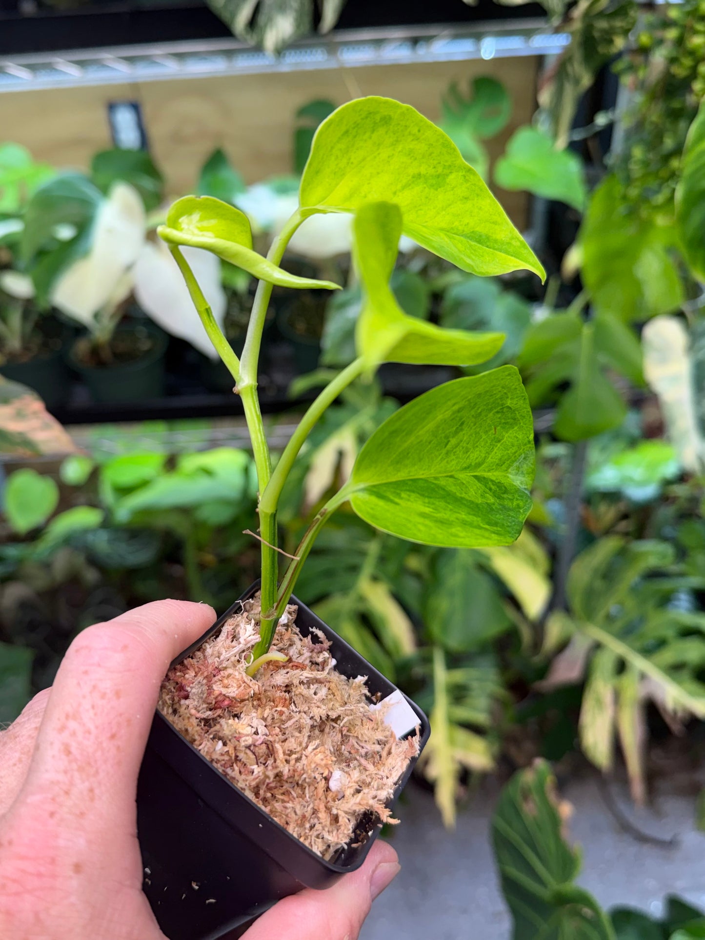 Epipremnum aureum Teruno 'Carnival' #6