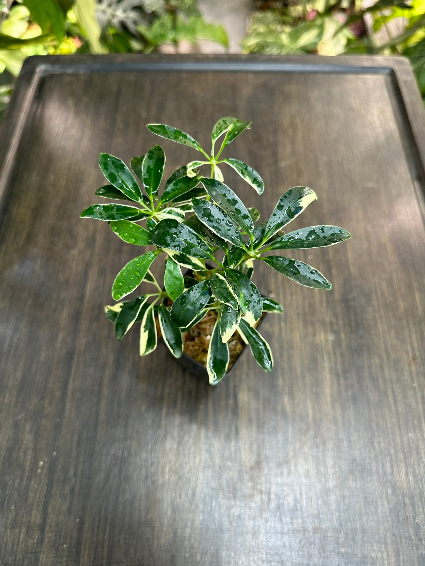 Schefflera Arboricola Variegata