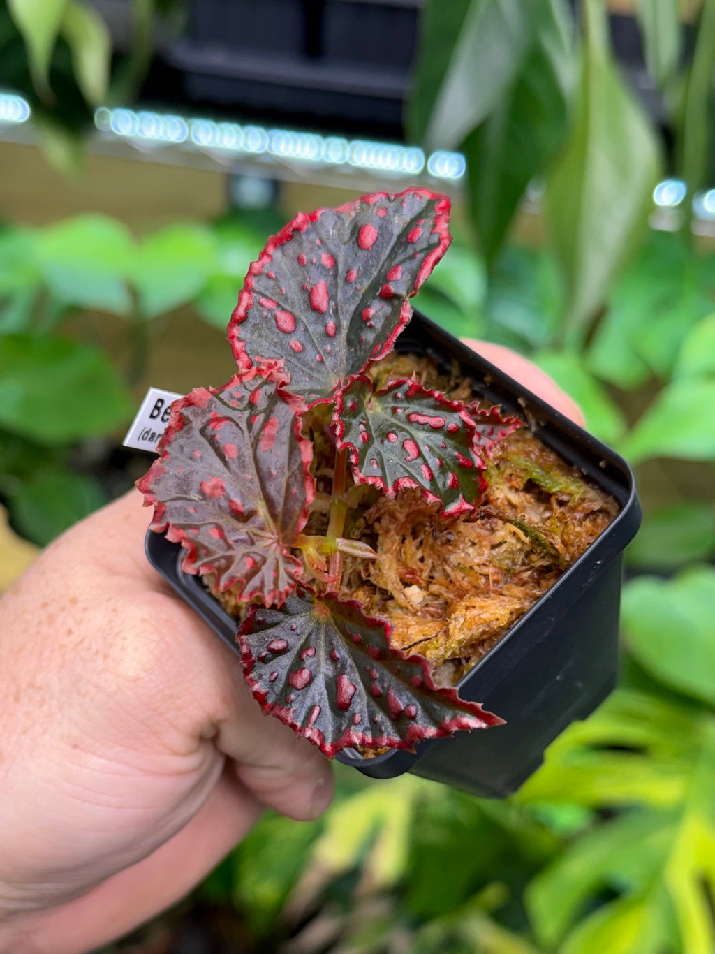 Begonia darthvaderiana x negrosensis