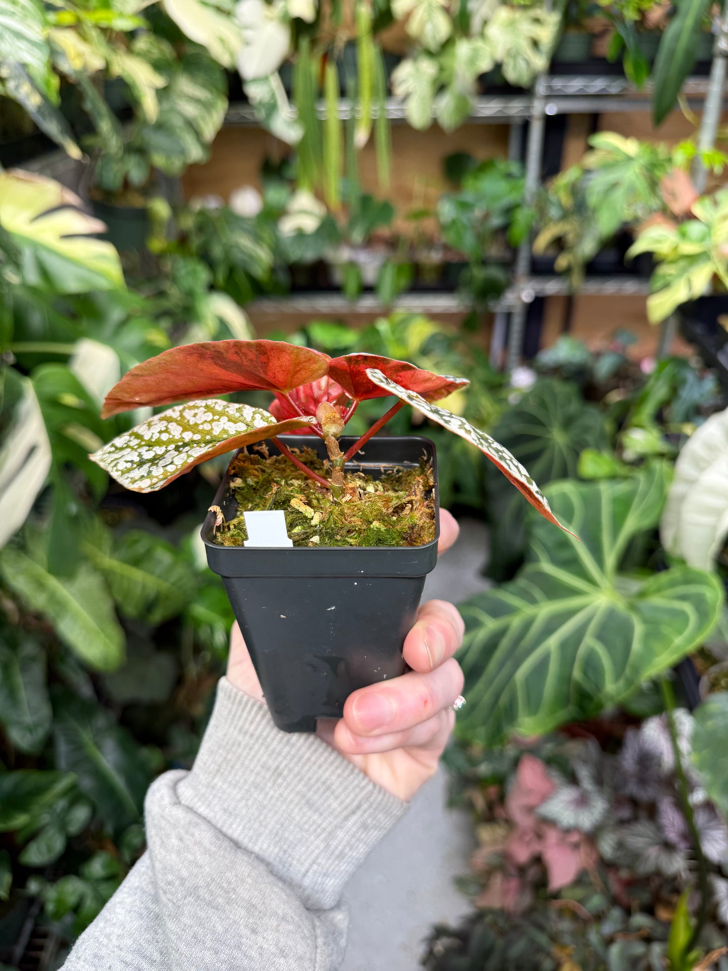 Begonia Variegated Snow Capped