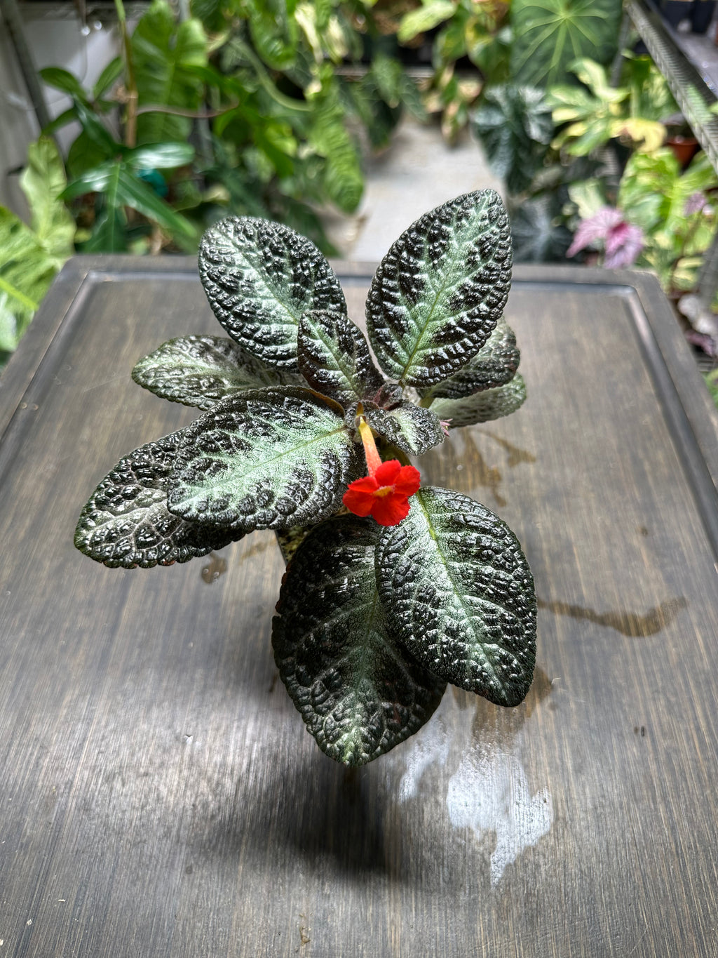 Episcia 'Chocolate Soldier'