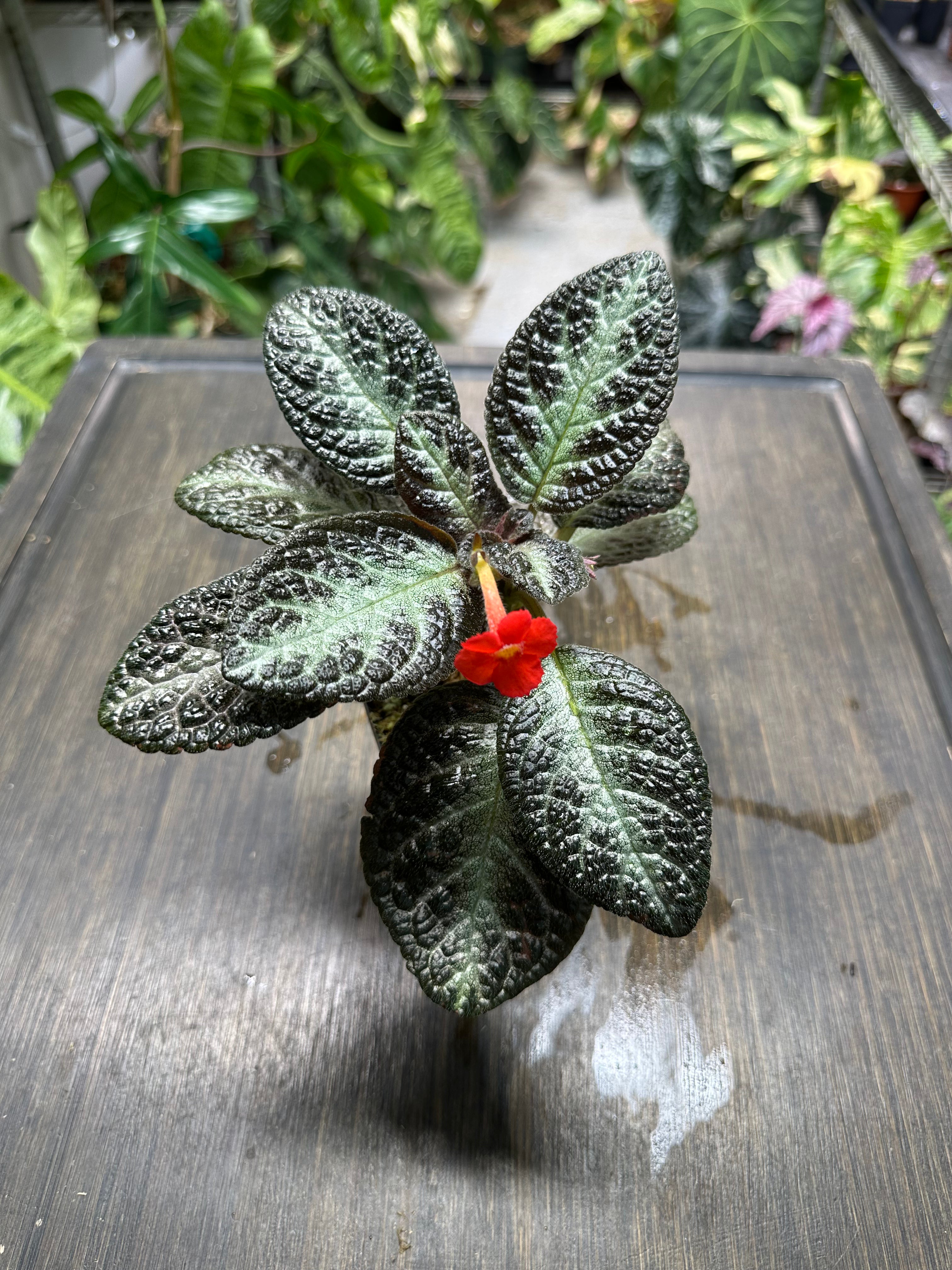 Episcia 'Chocolate Soldier'