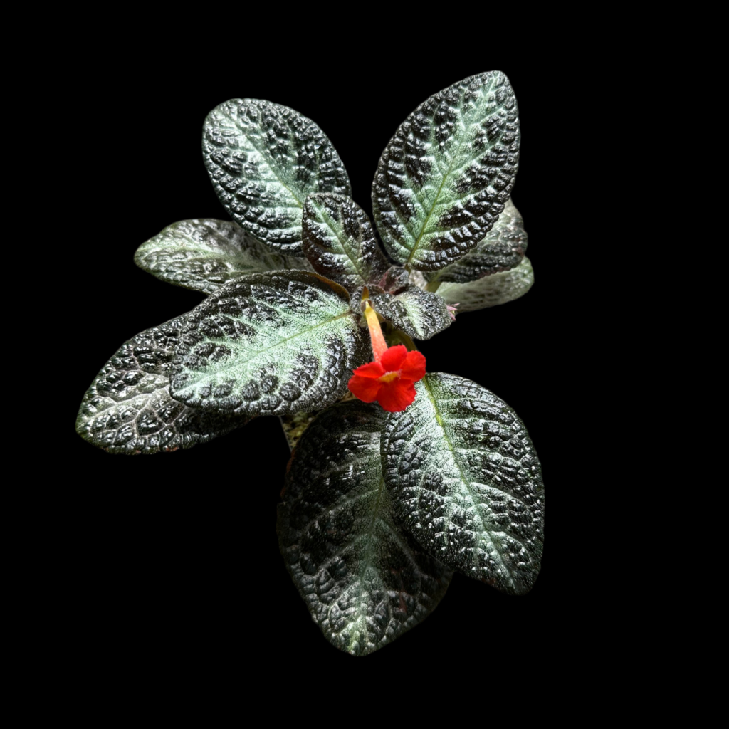 Episcia 'Chocolate Soldier'