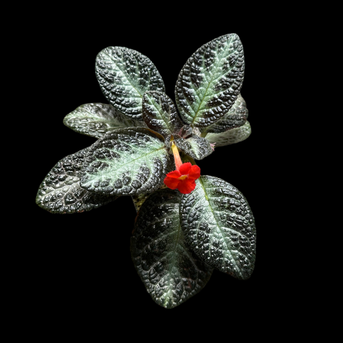 Episcia 'Chocolate Soldier'