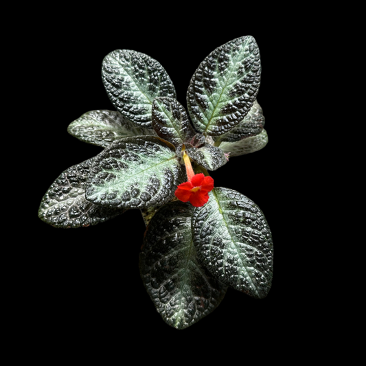 Episcia 'Chocolate Soldier' Houseplant