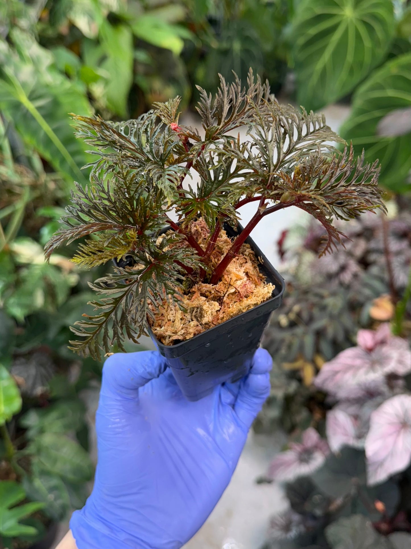 Begonia bipinnatifida