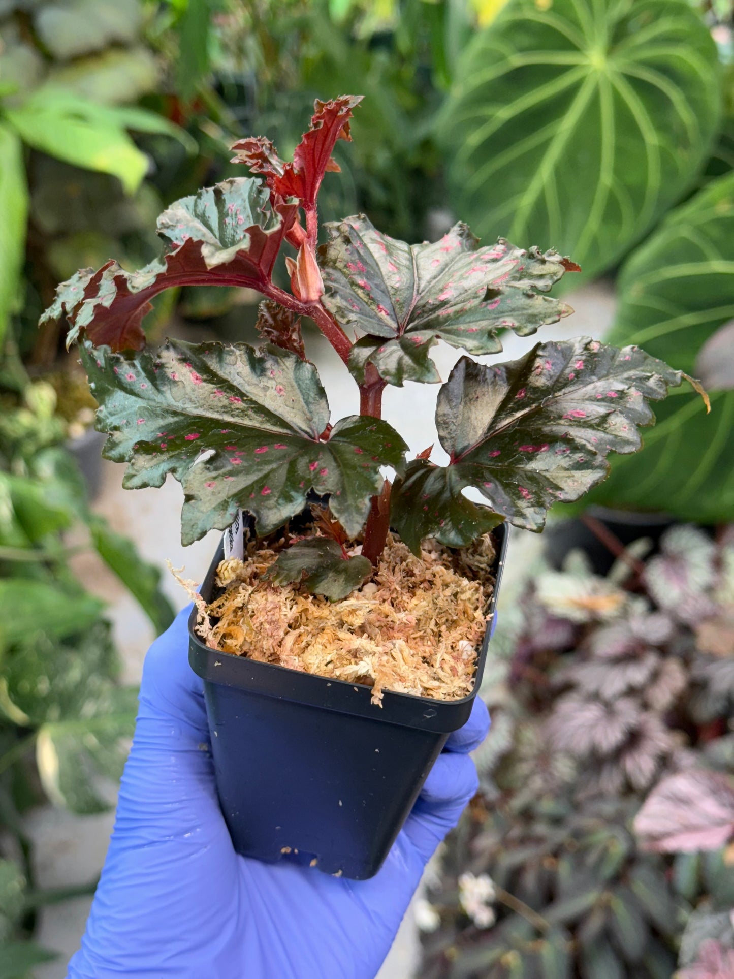 Begonia Serratipetala
