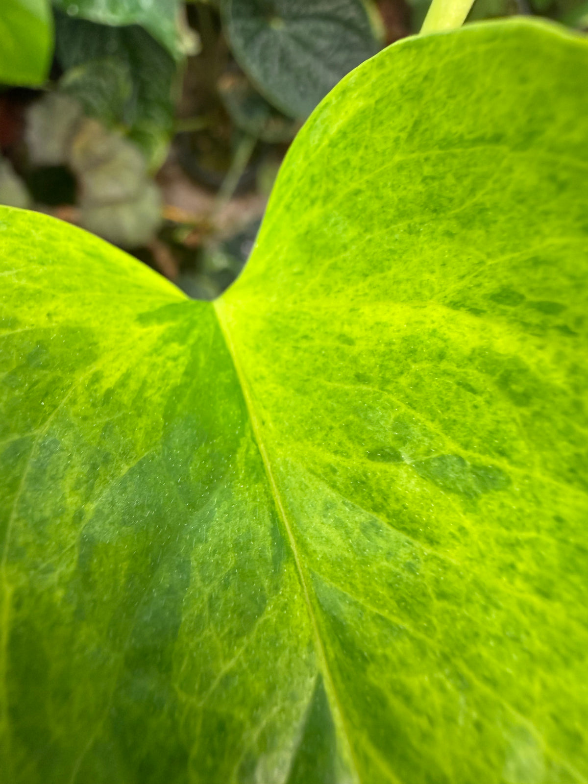 Epipremnum aureum Teruno 'Carnival' #6