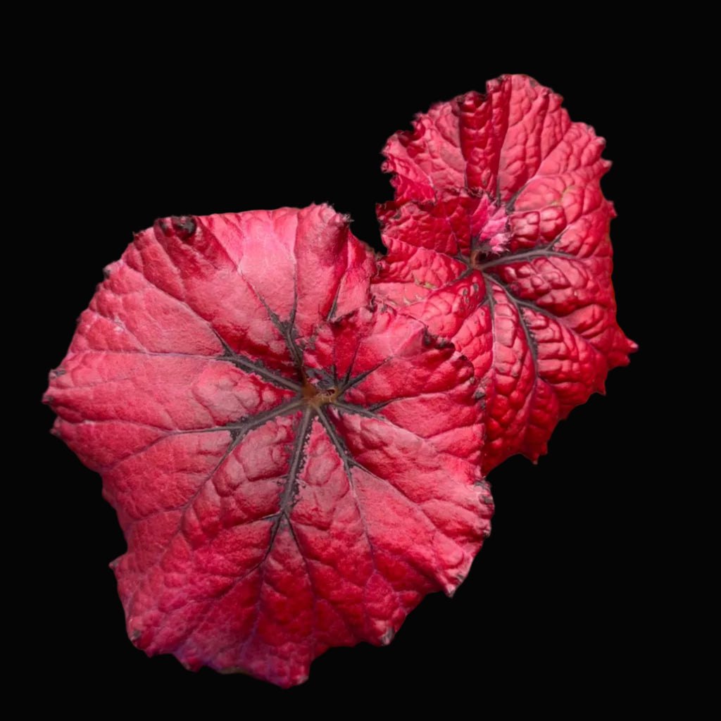 Begonia Jurassic Heartbeat