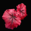 Begonia Jurassic Heartbeat