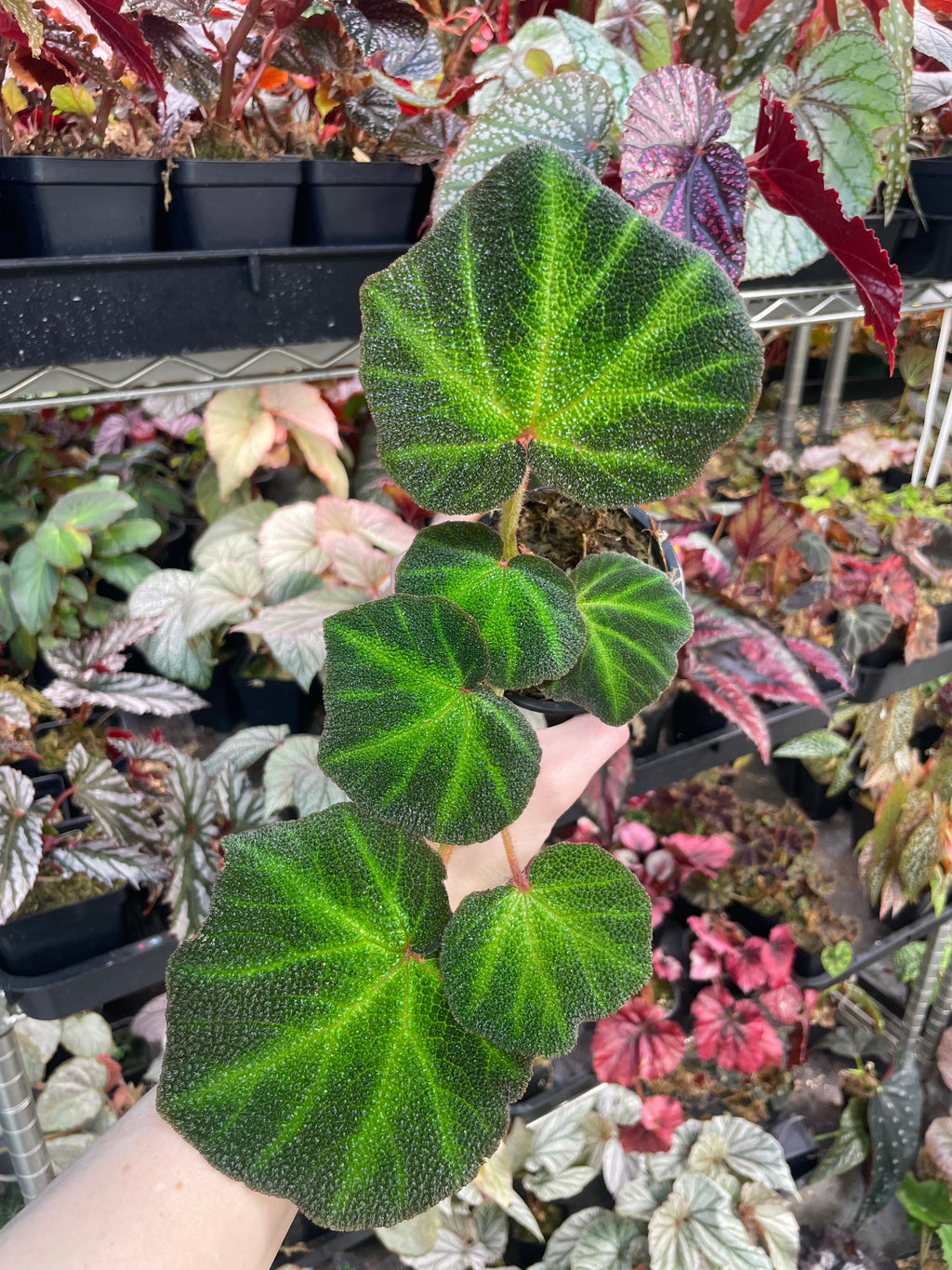 Begonia Solimutata