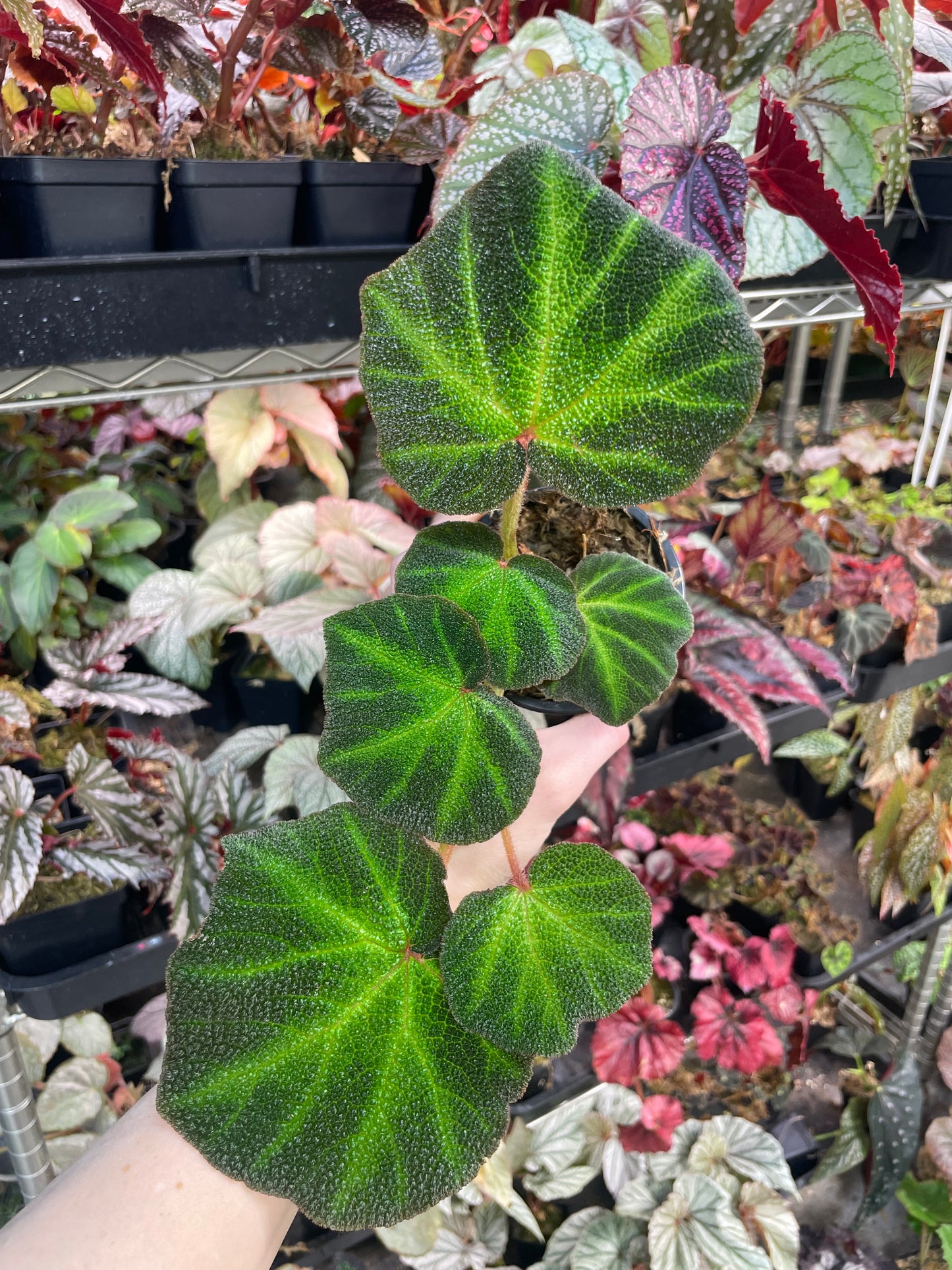 Begonia Solimutata