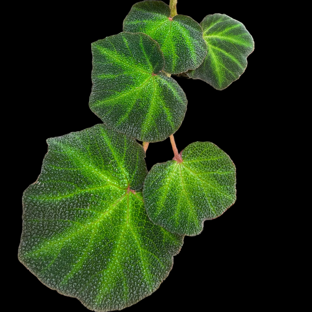 Begonia Solimutata begonia plant in pot