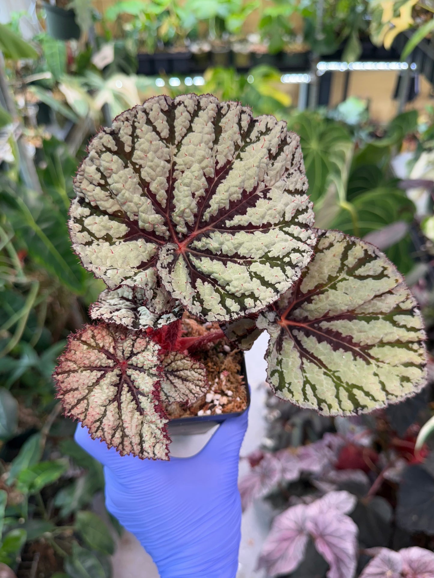 Begonia Fedor