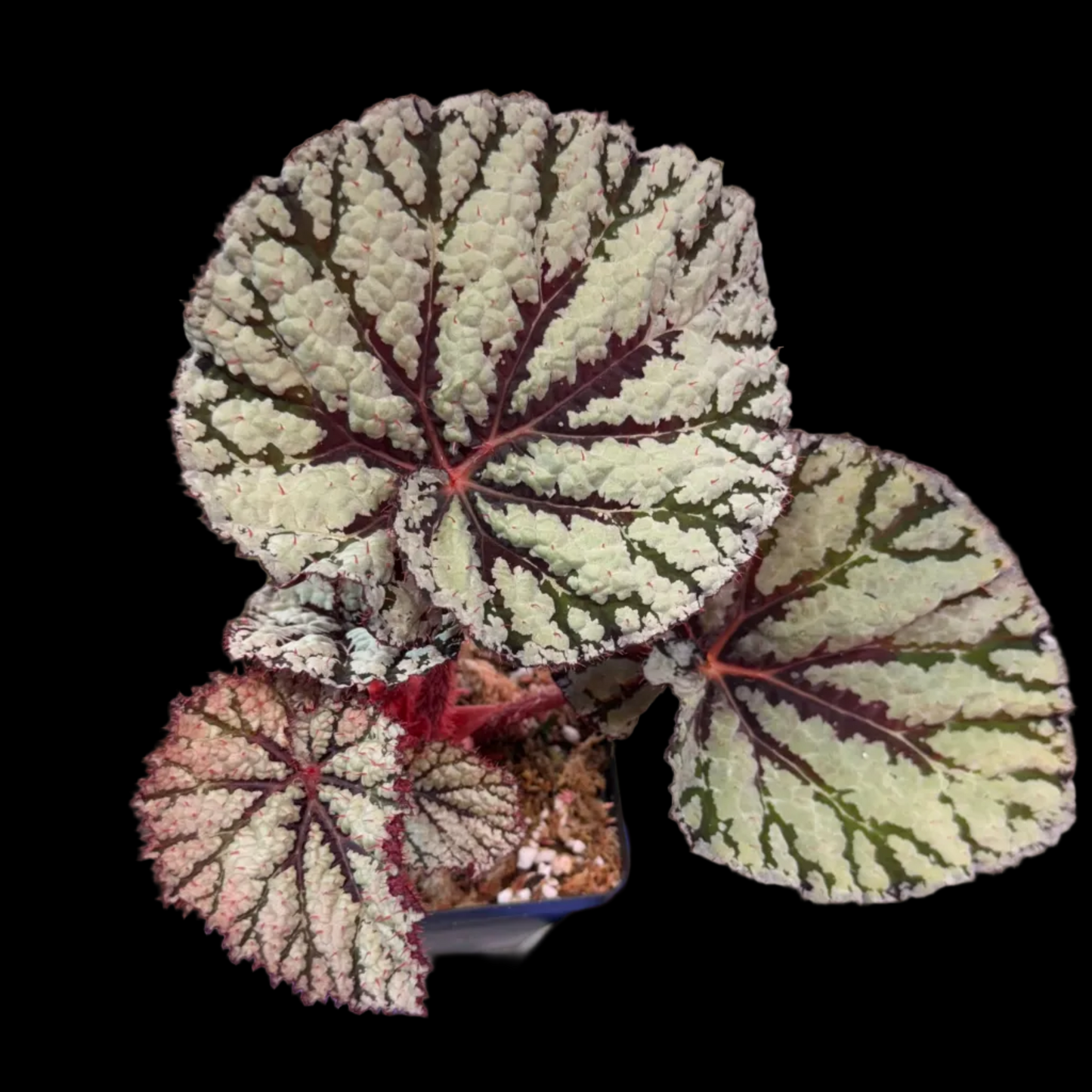 Begonia Fedor