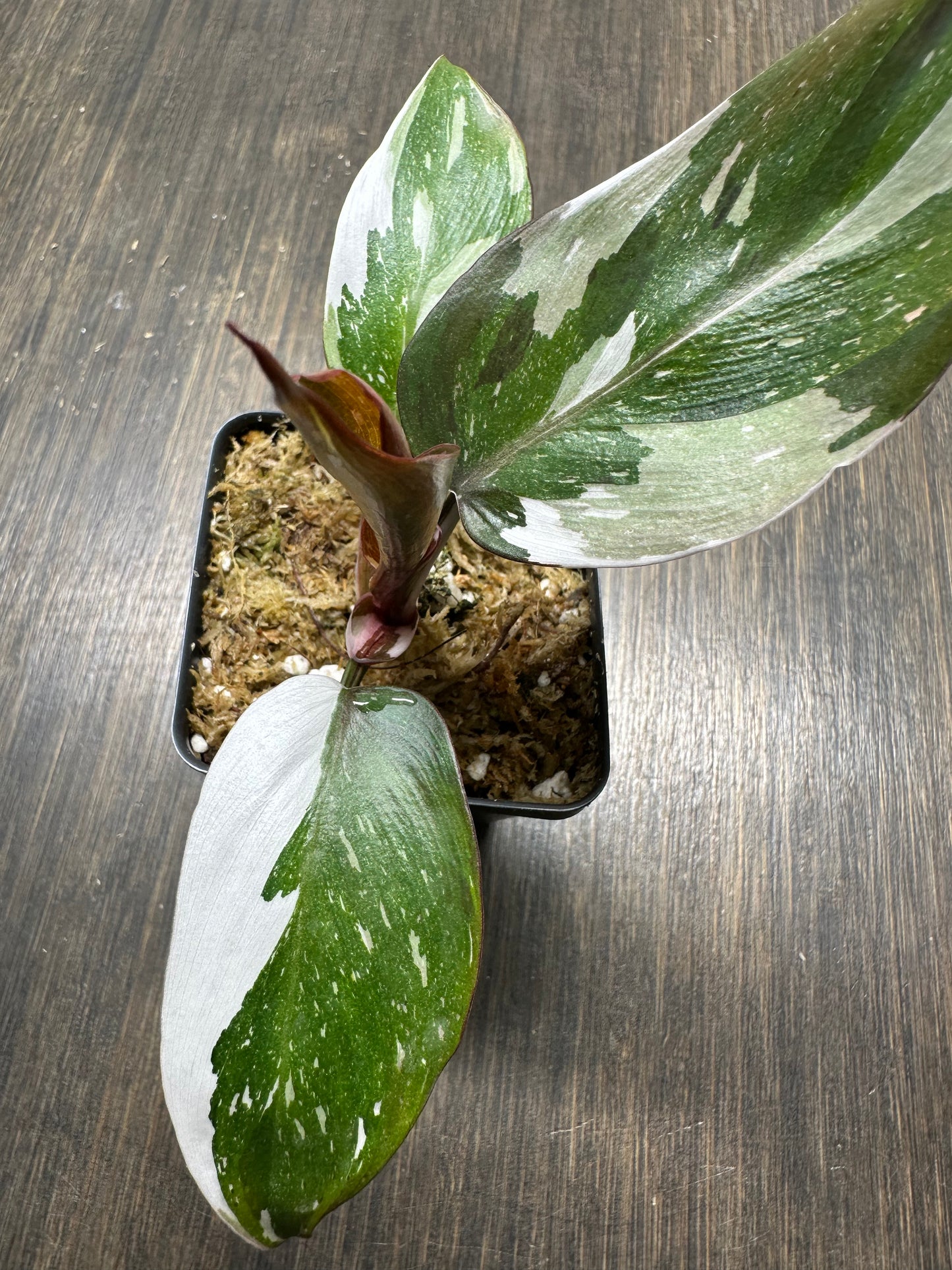 PURGE Philodendron Red Anderson