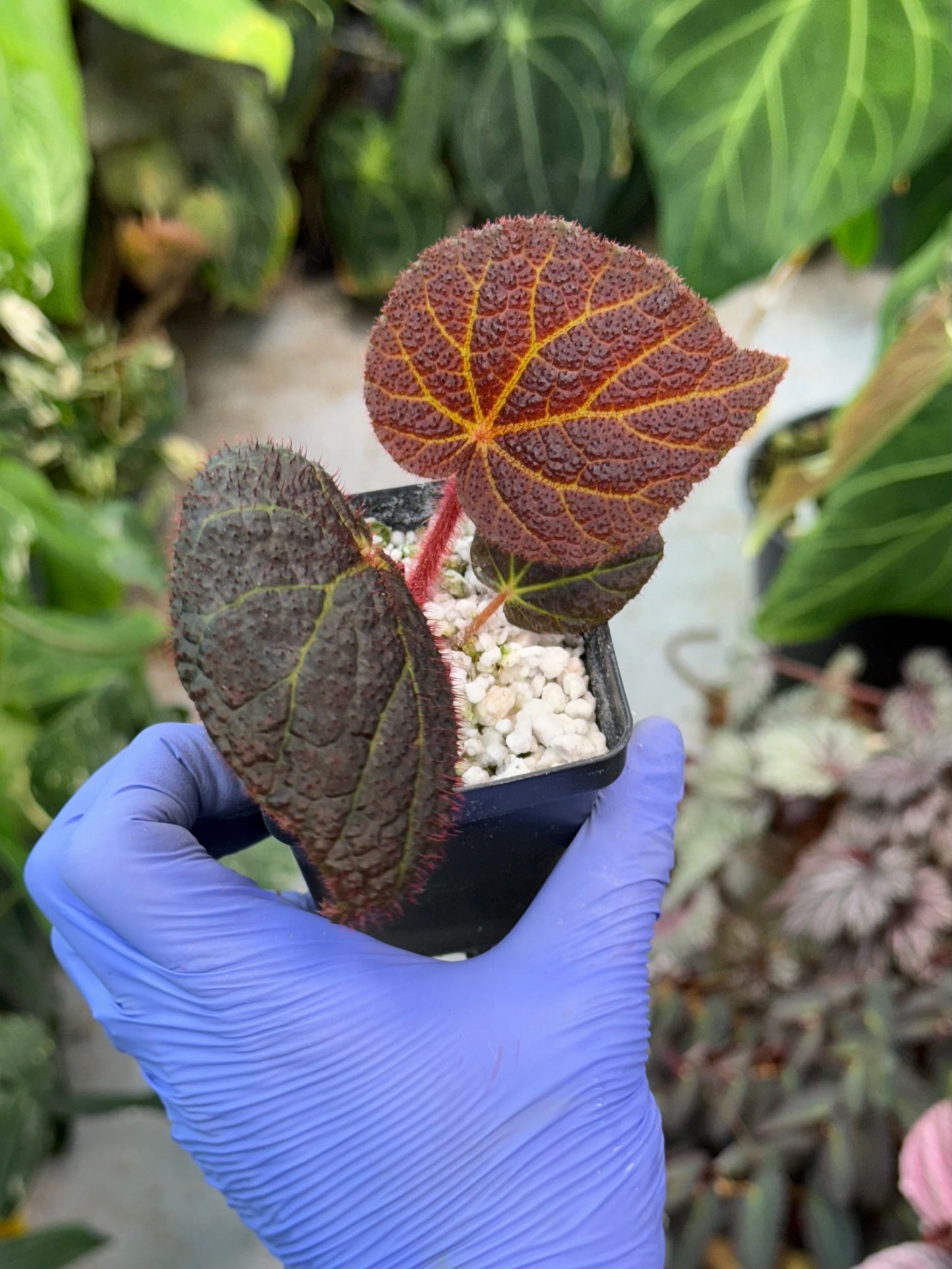 Begonia Chloroneura x Kui