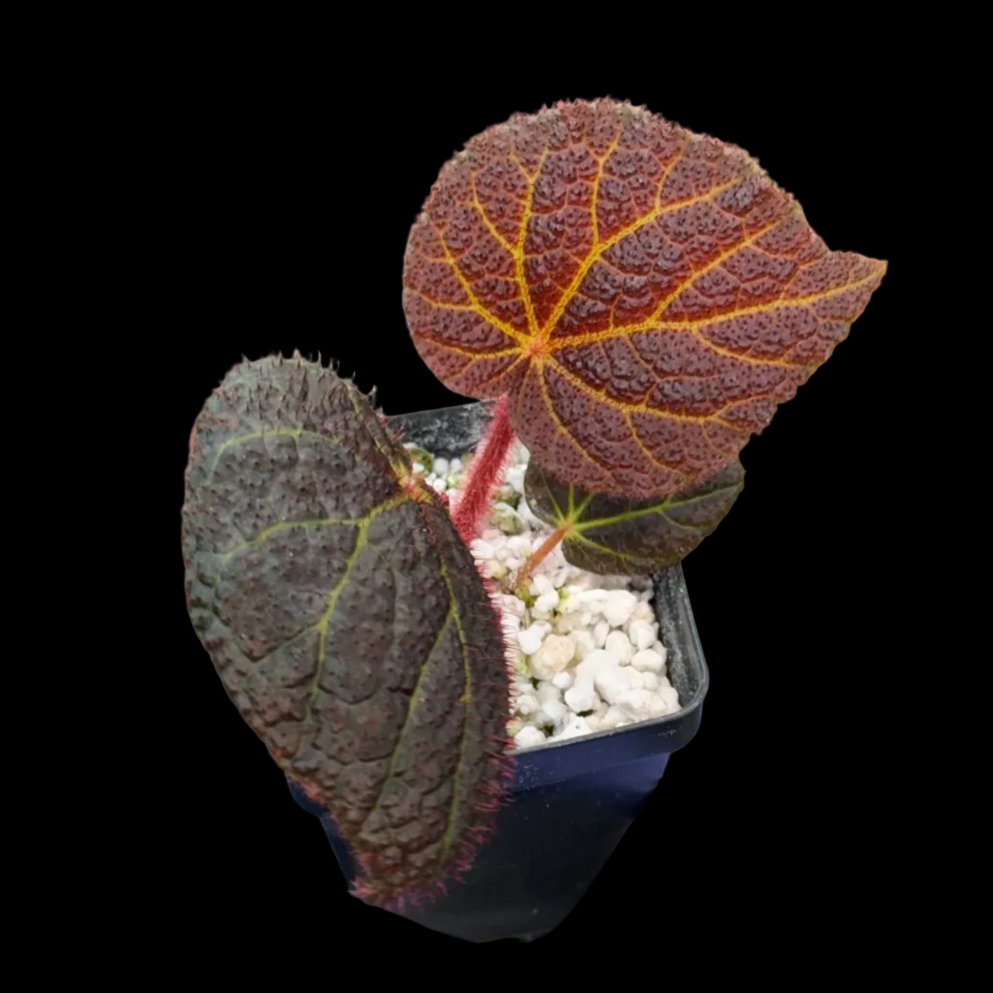 Begonia Chloroneura x Kui