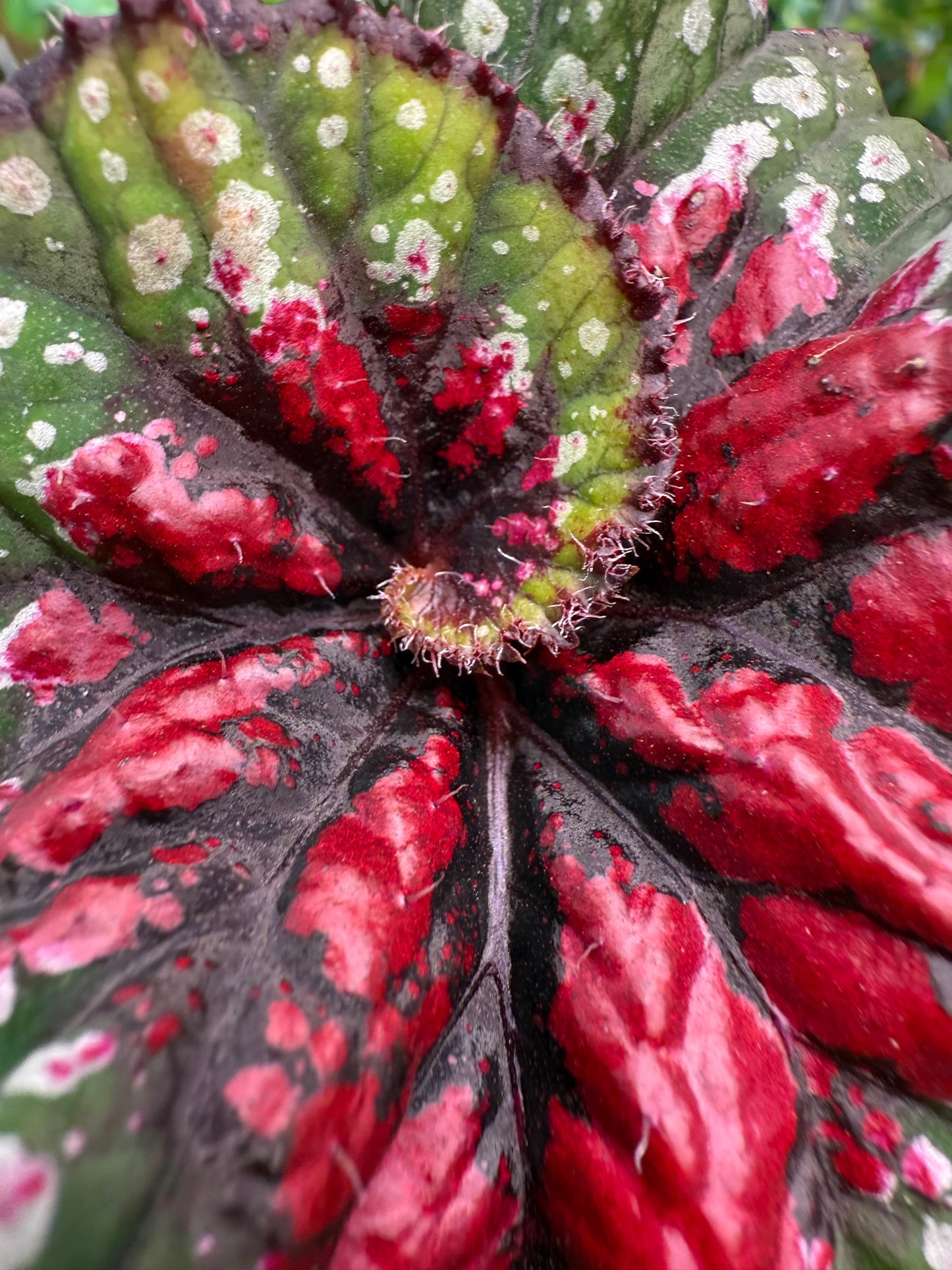 Begonia Macarena
