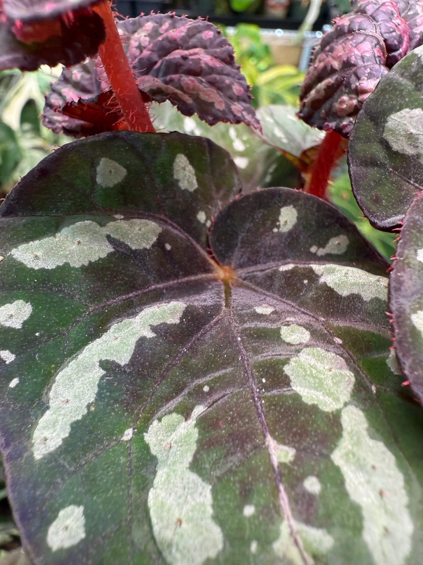 Begonia Steve's Leaves Bumble Bee
