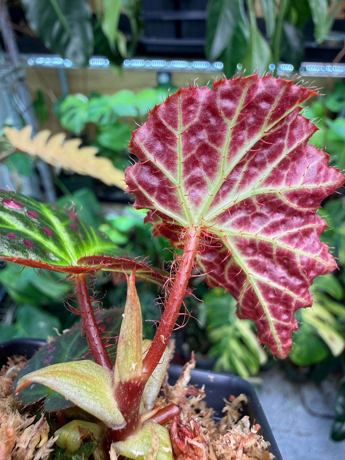 Begonia amphioxus x jiewhoei