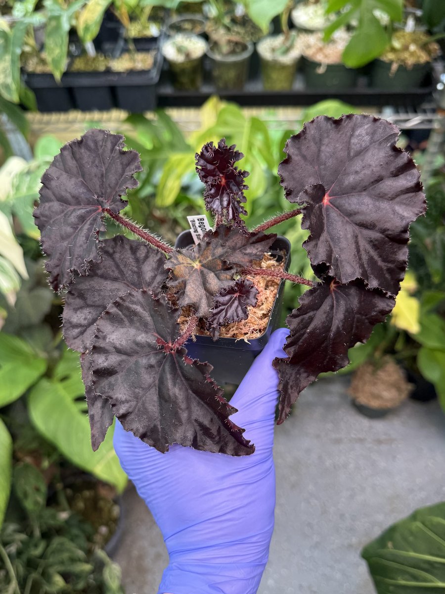Begonia Blazing Sun