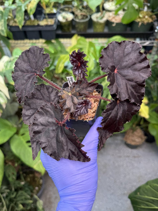 Begonia Blazing Sun