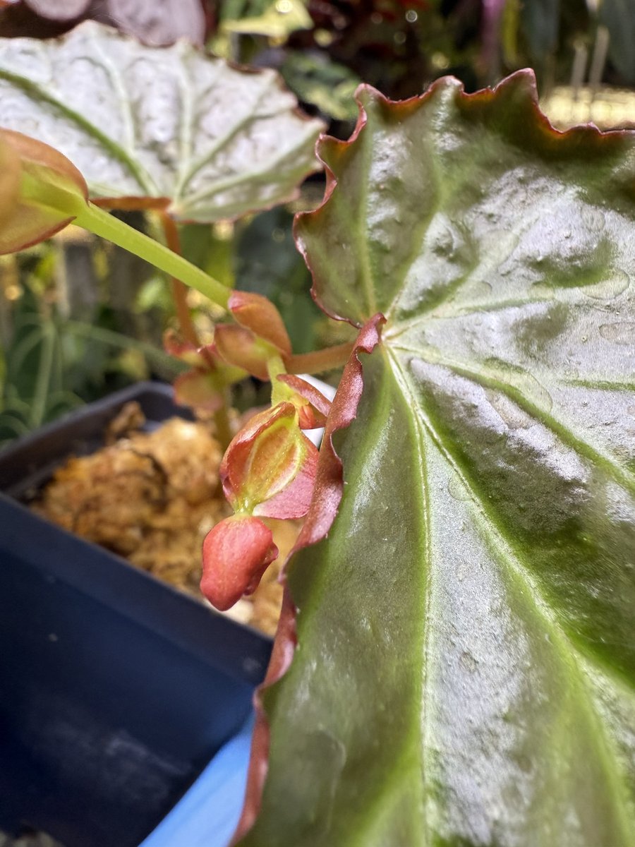 Begonia borneensis