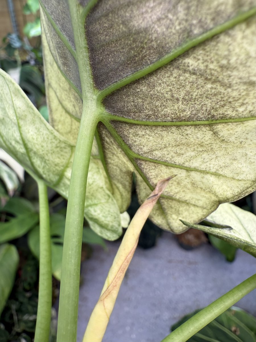 Alocasia 'Purple Haze' (Regal Shield Mint)