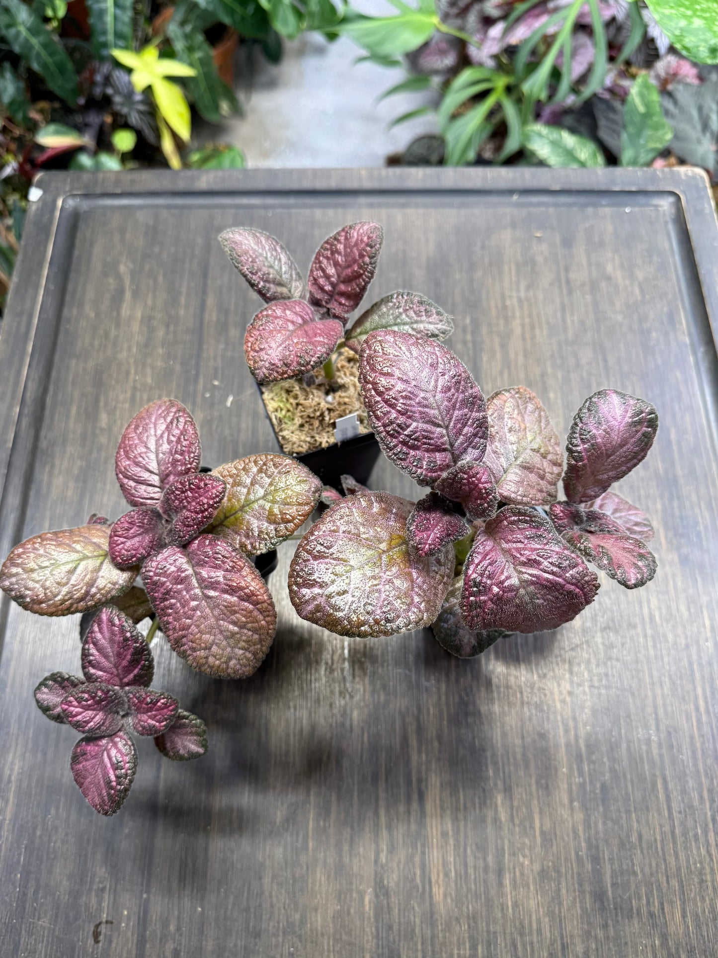 Episcia ‘Pink Acajou’