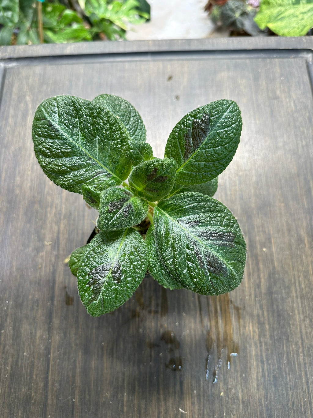 Episcia 'Slinky Pink'