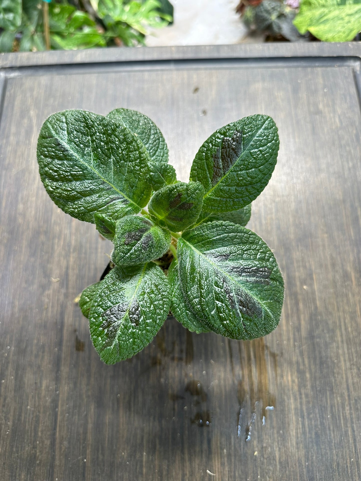 Episcia 'Slinky Pink' Houseplant