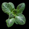 Episcia 'Slinky Pink'