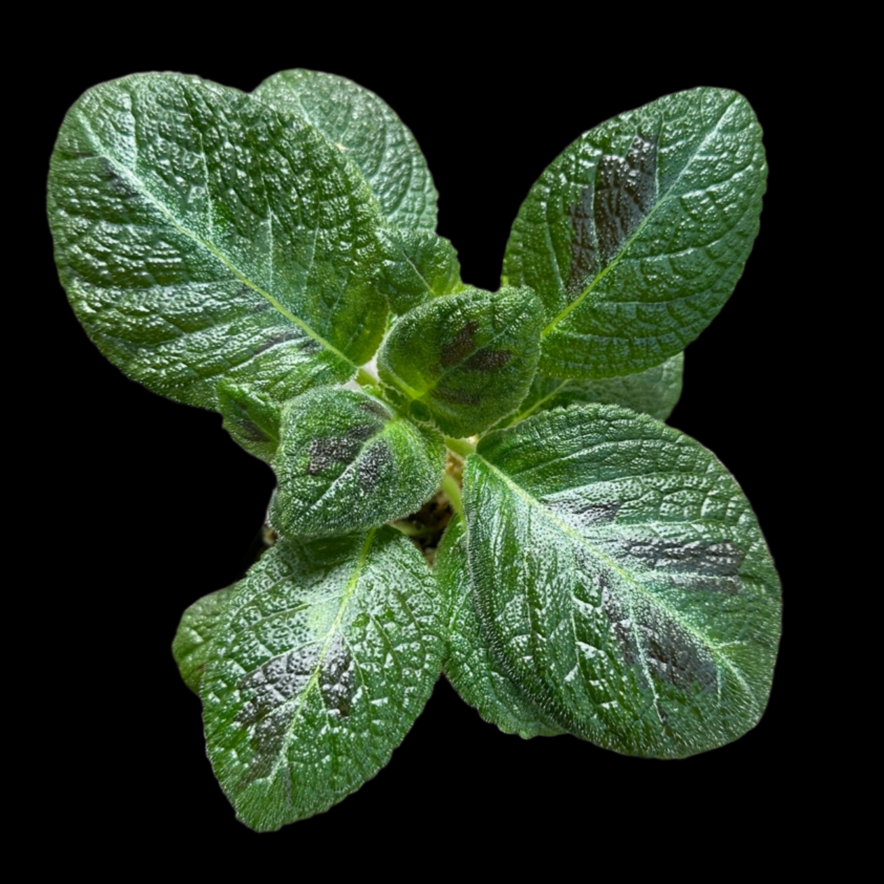 Episcia 'Slinky Pink' Houseplant