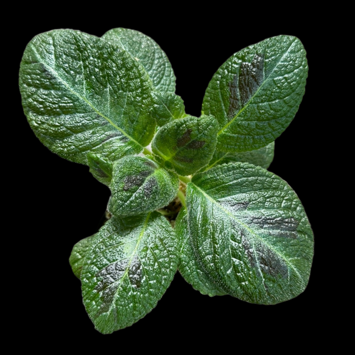 Episcia 'Slinky Pink'