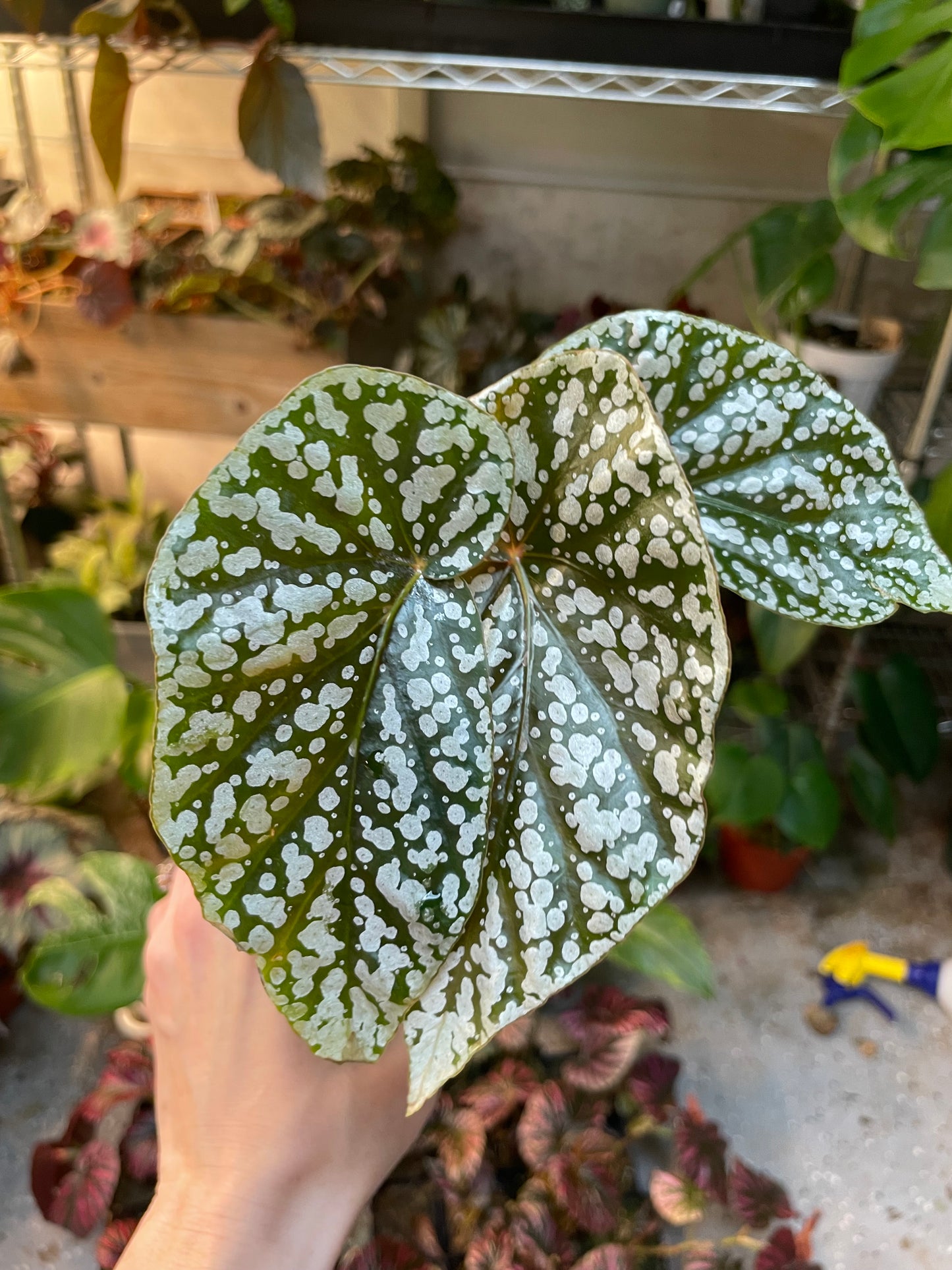 Begonia Snow Capped