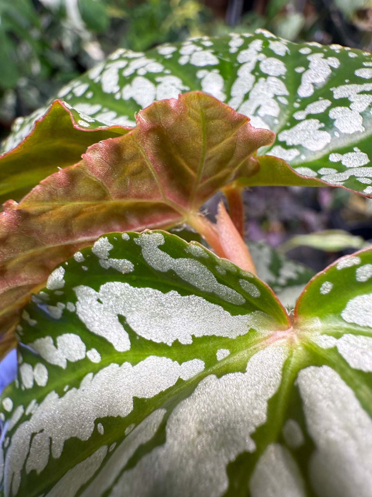 Begonia Snowfall